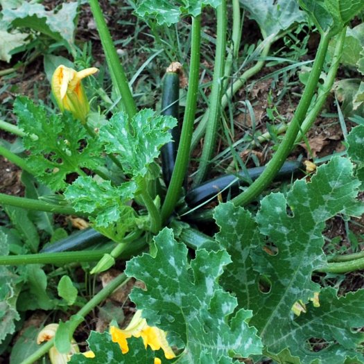 Cucurbita pepo